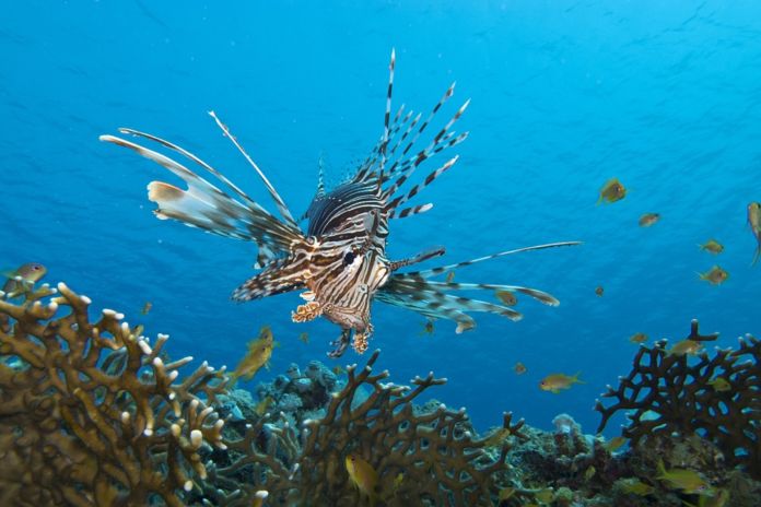 3rd Lionfish Removal Derby for experienced divers