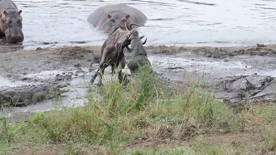 Hippos save a wildebeest from the jaws of a pack of hungry crocodiles
