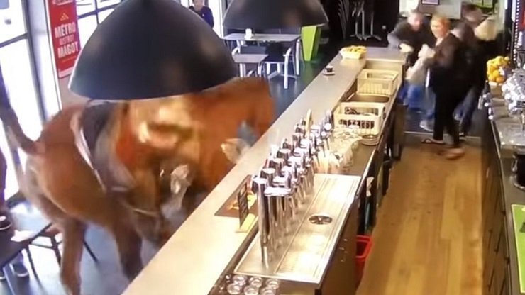 Horse storms in French bar (video)