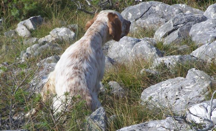 26 hunting dogs stolen in Erimi