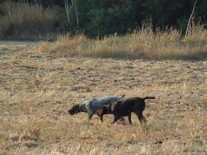 Four hunting dogs stolen in Paphos district
