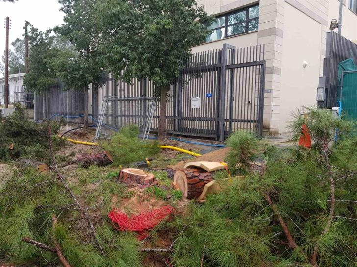 30 more trees to be removed on Kyriakou Matsi