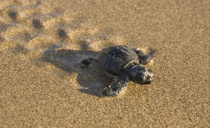 Authorities urged beach-goers to comply with rules to protect turtles