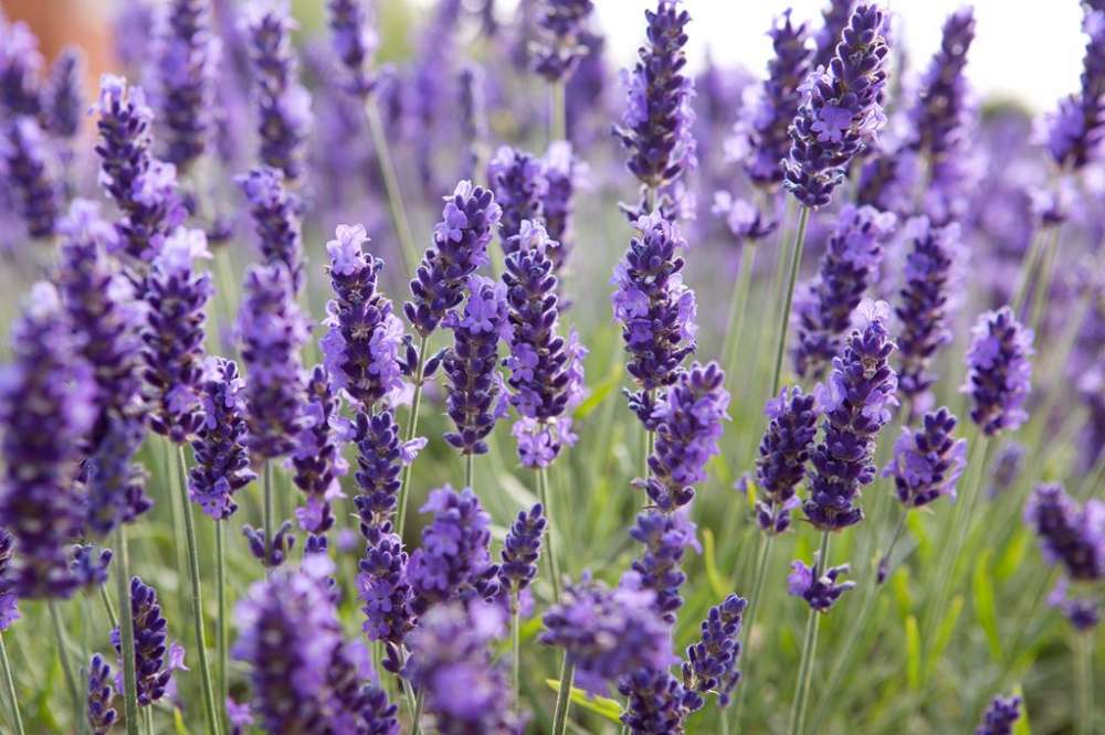 lavender-1 | in-cyprus.com