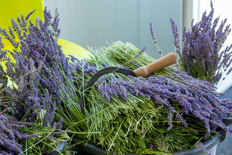The 8th Lavender Festival in Cyprus