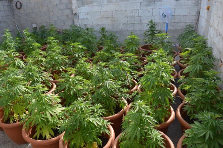 Cannabis plants spotted in bedroom closet by firemen