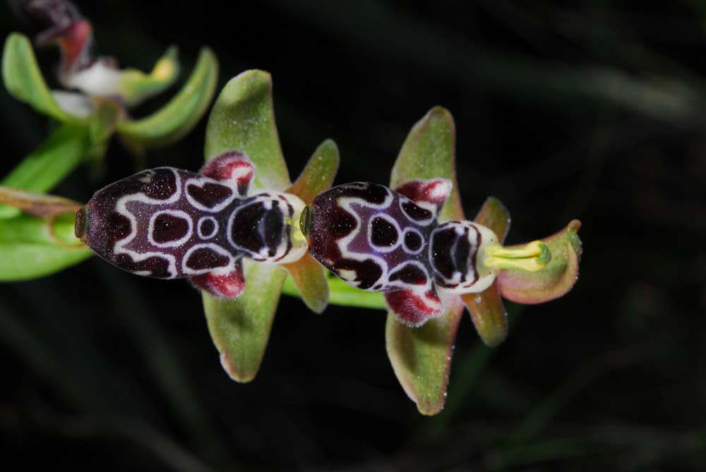 March's featured endemic plant: Ophrys kotschyi