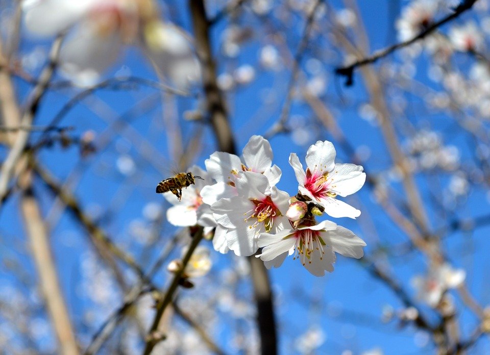 Modesto, Central Valley, Almond Blossom, Bee, Blue Sky