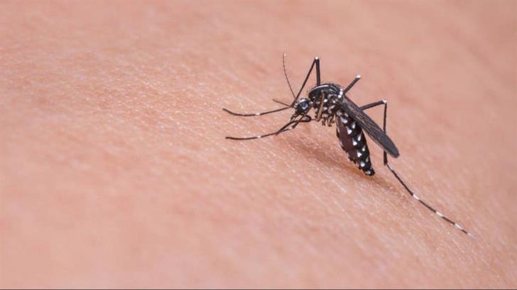 Four cases of West Nile virus confirmed in Nicosia