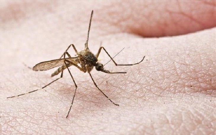 Two confirmed cases of West Nile virus in wider Nicosia area