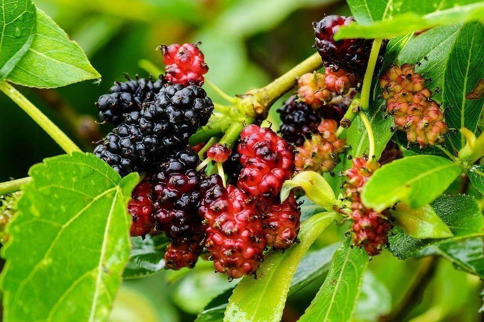 Mulberry, Color, Wild, Food, Fruit, Tree, Health, Sweet