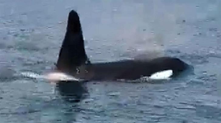 Orca from Iceland spotted near Lebanon (video)