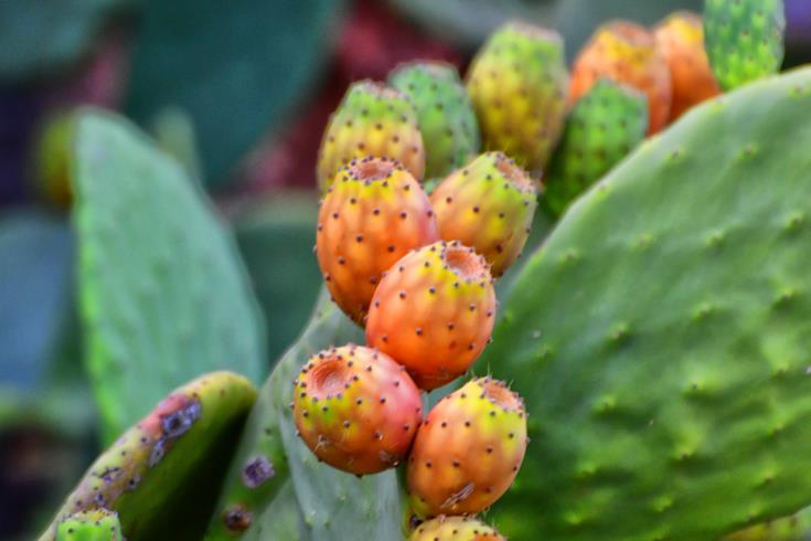Reports: Prickly pear in occupied Cyprus in danger from insect infestation
