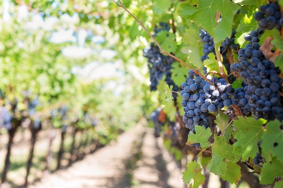 Purple Grapes, Vineyard, Napa Valley, Napa Vineyard