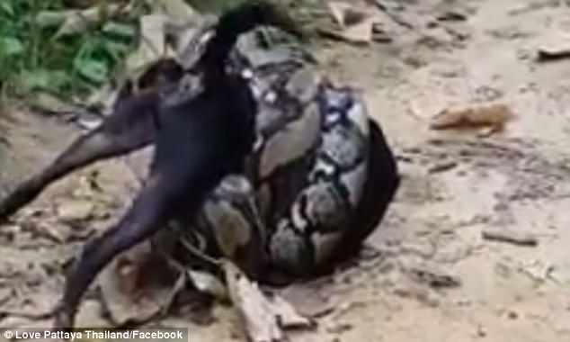 Group of men fight off massive python after it tightly coiled itself around a dog