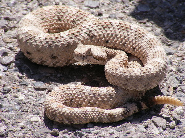 Texan nearly dies after bite from decapitated rattlesnake