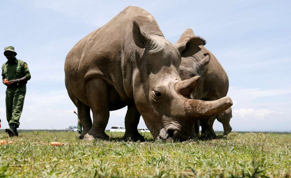 Scientists hope test-tube embryos can save near-extinct white rhino