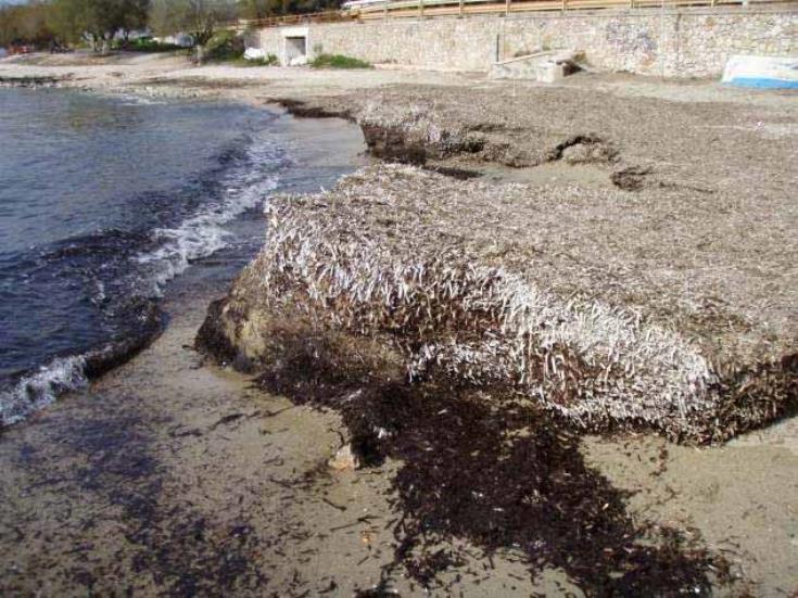 400 trucks of seaweed cleared from Paphos beaches in 2018