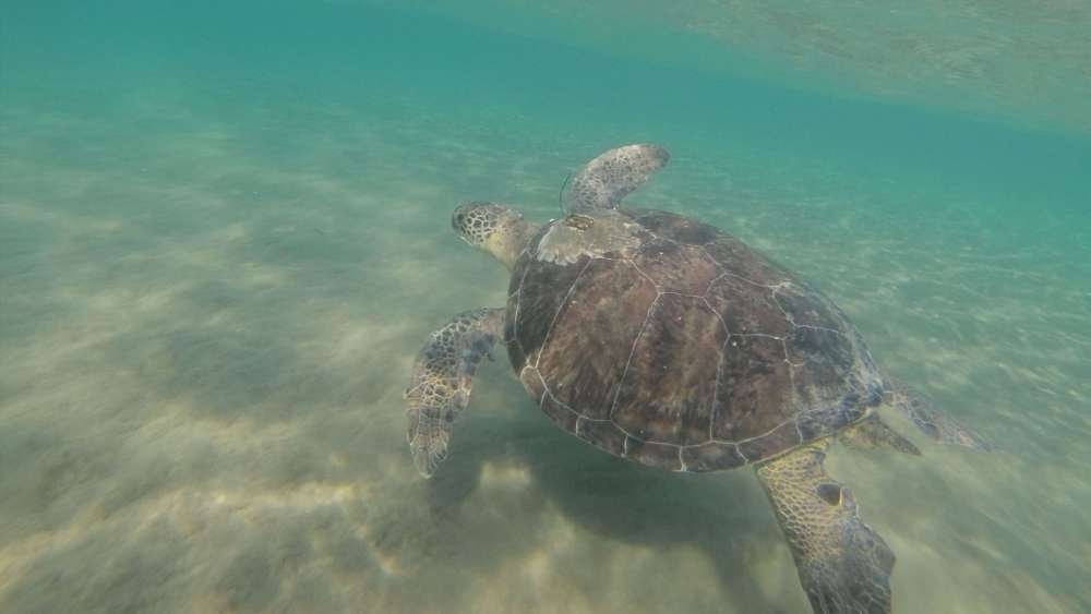 First turtle museum in Cyprus back on track