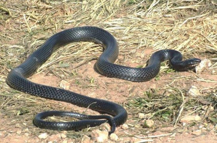 Trapped snake highlights problem with animal protection in Cyprus