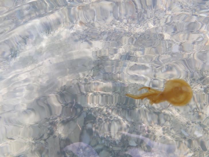 Jellyfish spotted off Cyprus; Fisheries Department issues advice to bathers