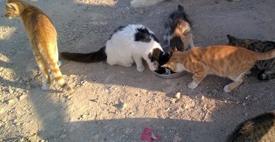 Animal Party to meet Ayia Napa mayor to press for solutions to stray cats problem