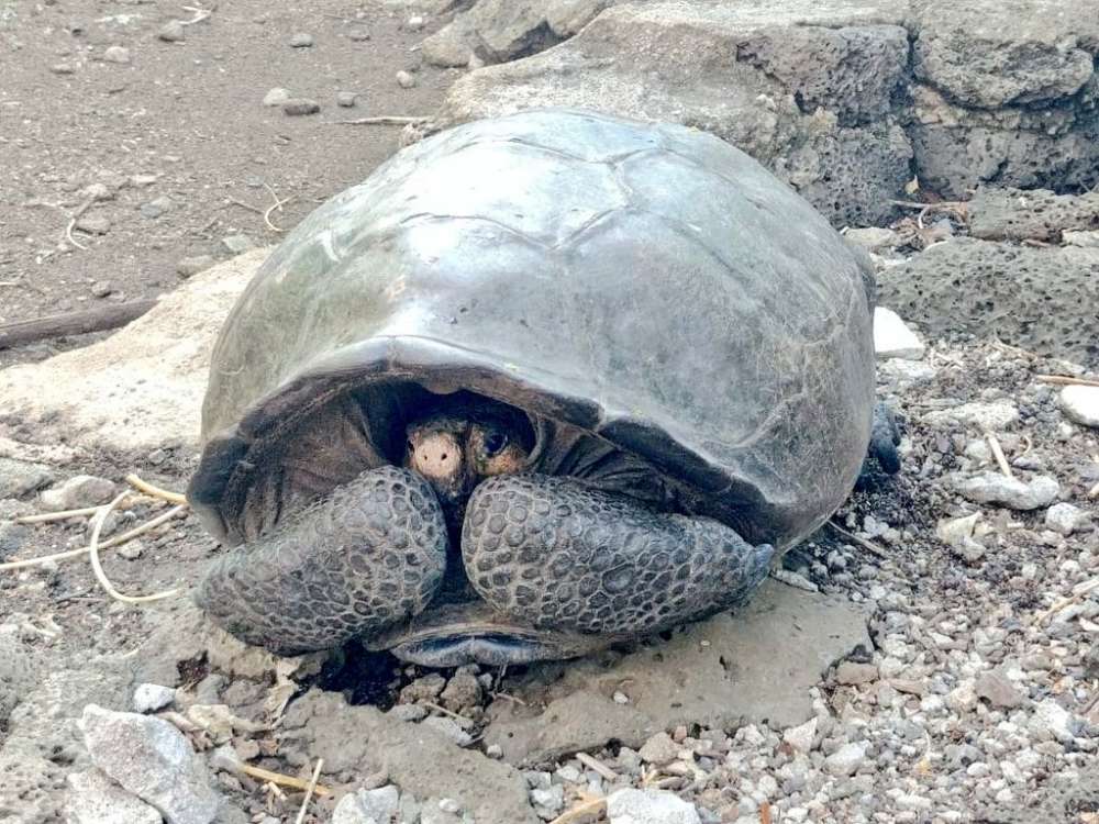 Tortoise believed extinct found on Galapagos island (pictures)