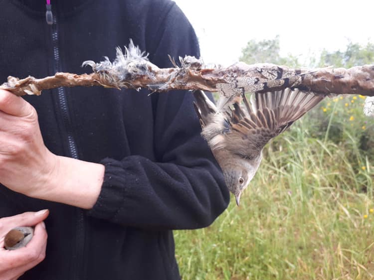 CABS records lowest number of active trapping sites in Cyprus since start of operations