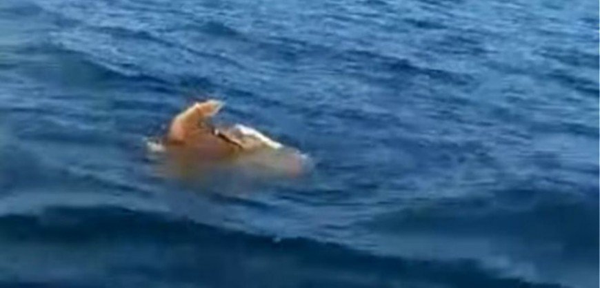 Rare sight of sea turtles procreating caught on video!