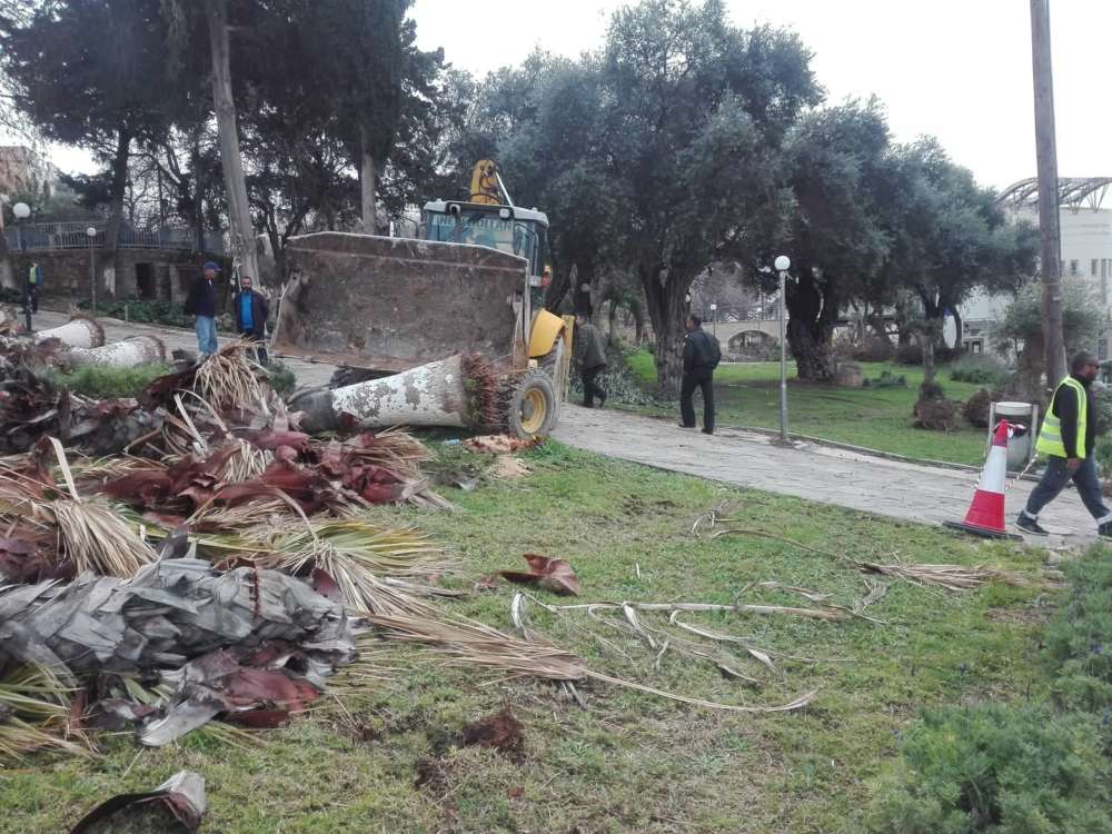 UPDATED-Greens: 'Palm trees massacred in Paphos' (photos)