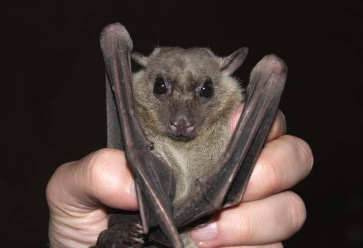 No winter sleep for fruit bats in Cyprus