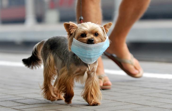 Police Say Protective Mask Not Mandatory When Walking The Dog | In-Cyprus .Com