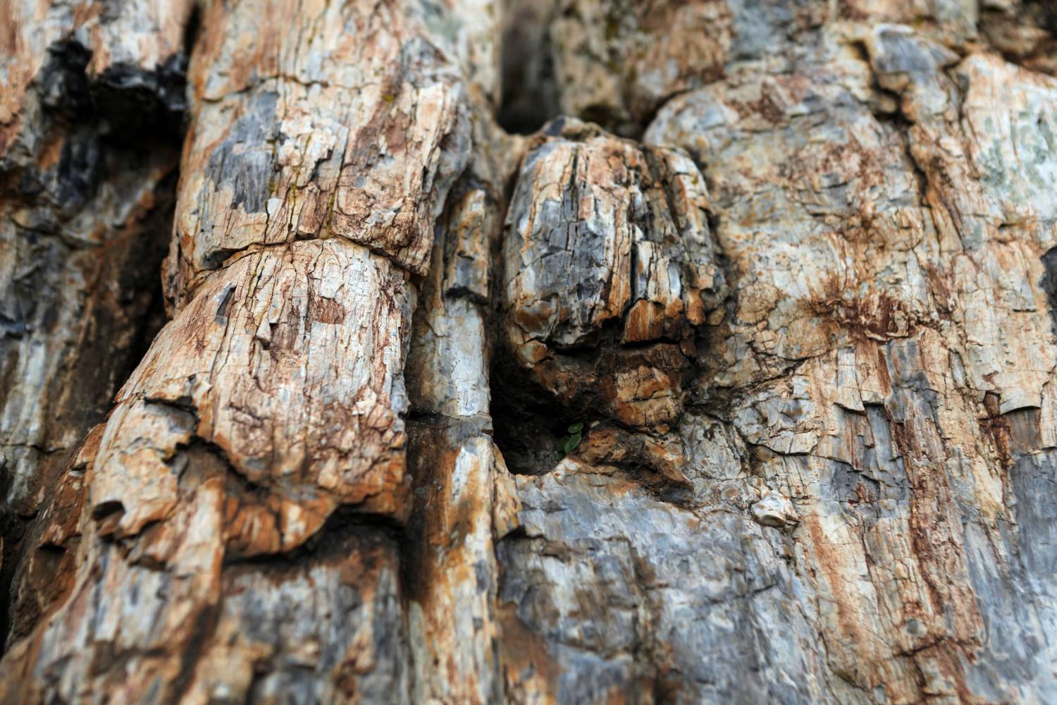 Επιστήμονες στην Ελλάδα βρίσκουν 20 εκατομμυρίων ετών απολιθωμένο δέντρο