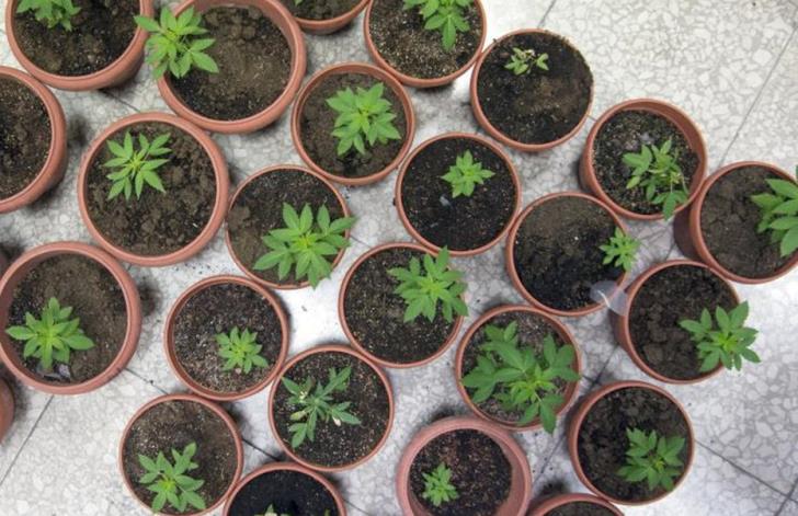 Φυτά κάνναβης βρέθηκαν στο διαμέρισμα 27 ετών στη Λεμεσό