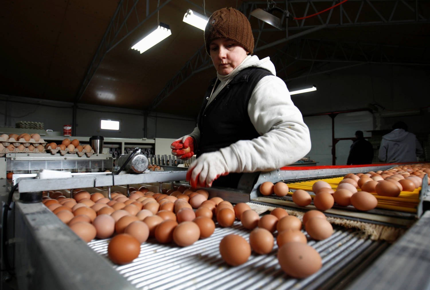 Η προσφορά αυγών σφίγγεται στην Πολωνία καθώς η κρίση της ΕΕ για τη γρίπη των πτηνών πλήττει τη βιομηχανία