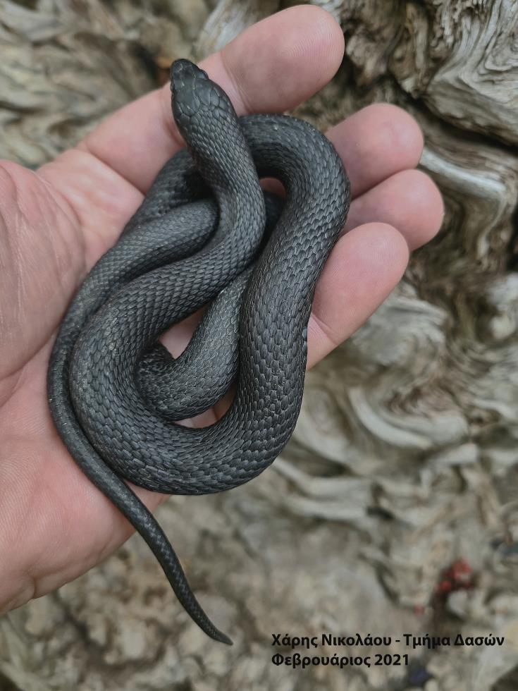 Σπάνιο φίδι Κύπρου βρέθηκε στο εθνικό πάρκο δασών Μαχαιρά