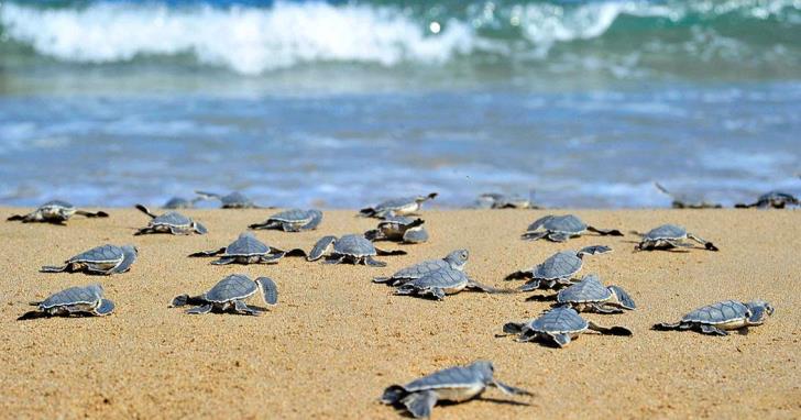 Οι διαμαρτυρίες του κόμματος της αντιπολίτευσης άλλαξαν θέση στις παραλίες προστατευόμενων οικοτόπων χελωνών