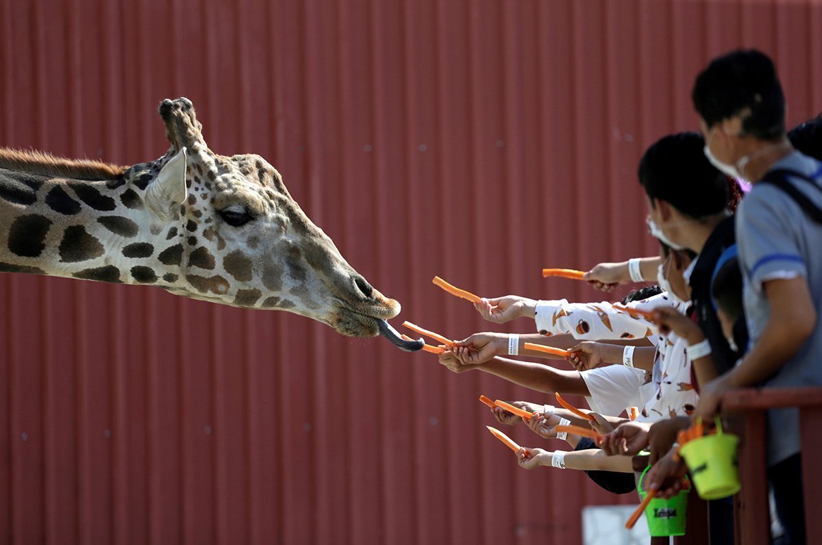 Visitors Are Seen Giving Carrots To A Giraffe At Their Enclosure At The Xenpal Zoo In Garcia