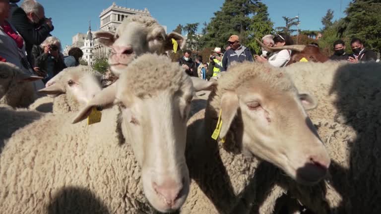 Sheep Run Through Central Madrid During Annual Migration