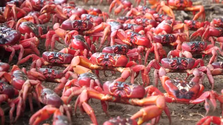 Roads Turn Scarlet As Flame Red Crabs Begin Annual Migration On Christmas Island