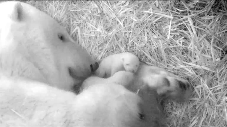 Twin Surprise For Polar Bear Mother In Rostock Zoo