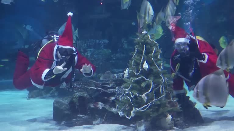Santa Dives To Feed Sharks In Budapest Aquarium