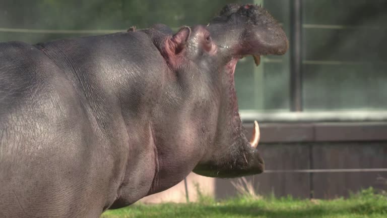 Belgian Zoo Says Its Hippos Have Covid 19 In First For Species