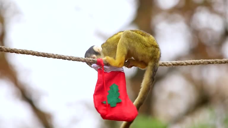 Monkeys Go Nuts For Christmas Stockings At London Zoo