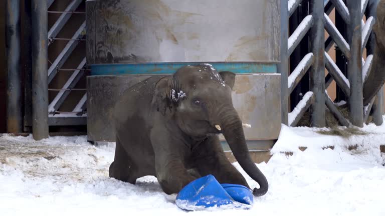 Elephants Play In Snow At Moscow Zoo