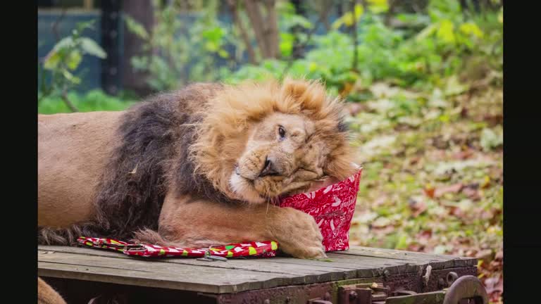 Lions And Gorillas Open Early Festive Gifts At Zsl London Zoo