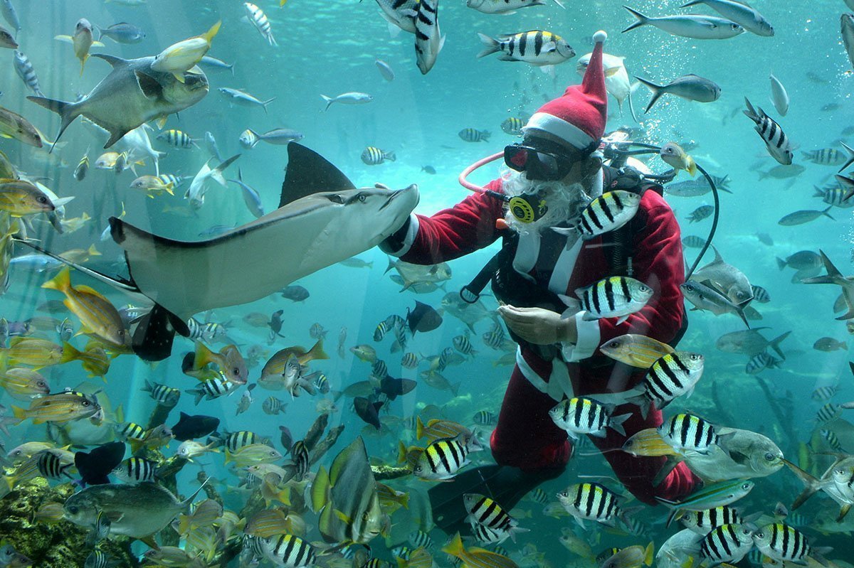 Diver Wearing Santa Claus Costume Performs At Koral Restaurant Aquarium Ahead Of Christmas Celebrations In Badung