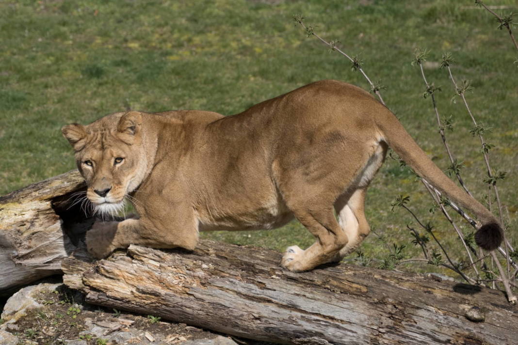 The Lioness Dana, That Have Been Tested Positive For Covid 19, Is Seen At Pairi Daiza Zoo