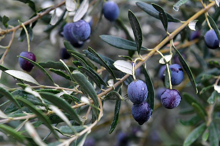 Olivetree