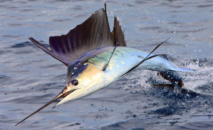 Sword Fish